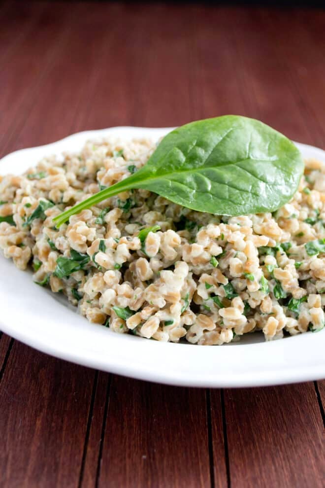 A white bowl of cooked farro mixed with a creamy sauce and bits of cooked spinach.