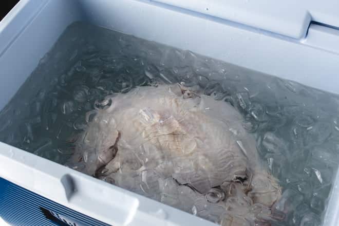Turkey brining in a cooler.